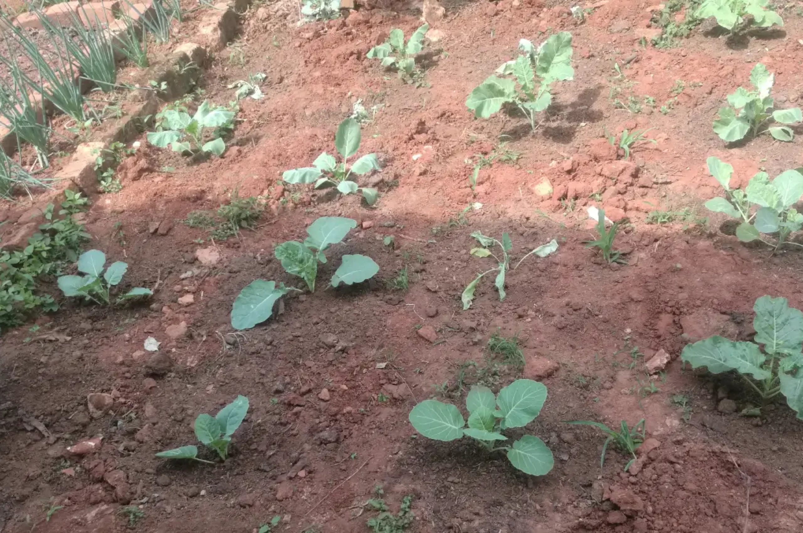 Urban Farming